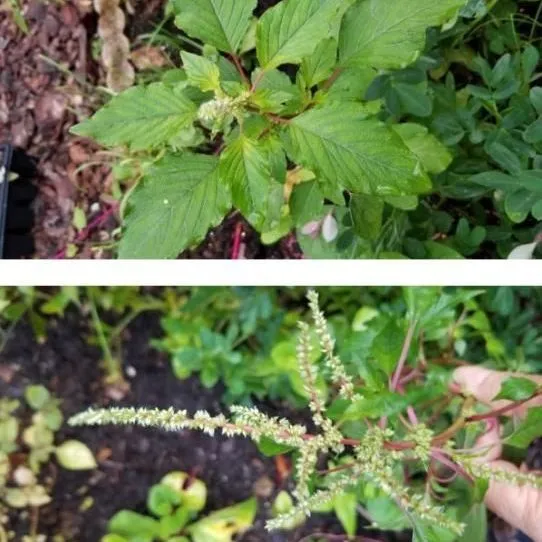 thumbnail for publication: Production Guide of Vegetable Amaranth for Florida